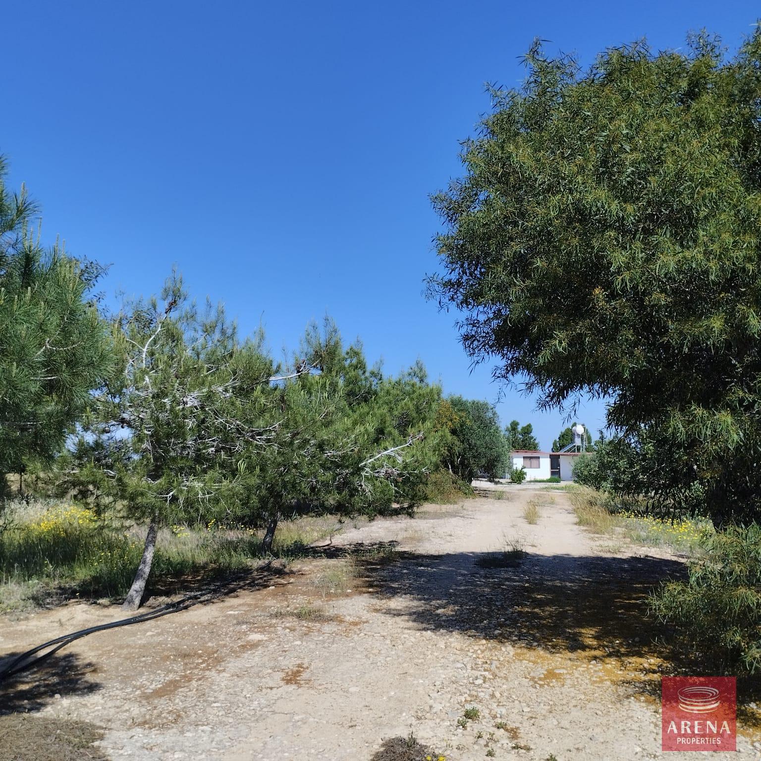 1-BUNGALOW-IN-PARALIMNI-9195-3