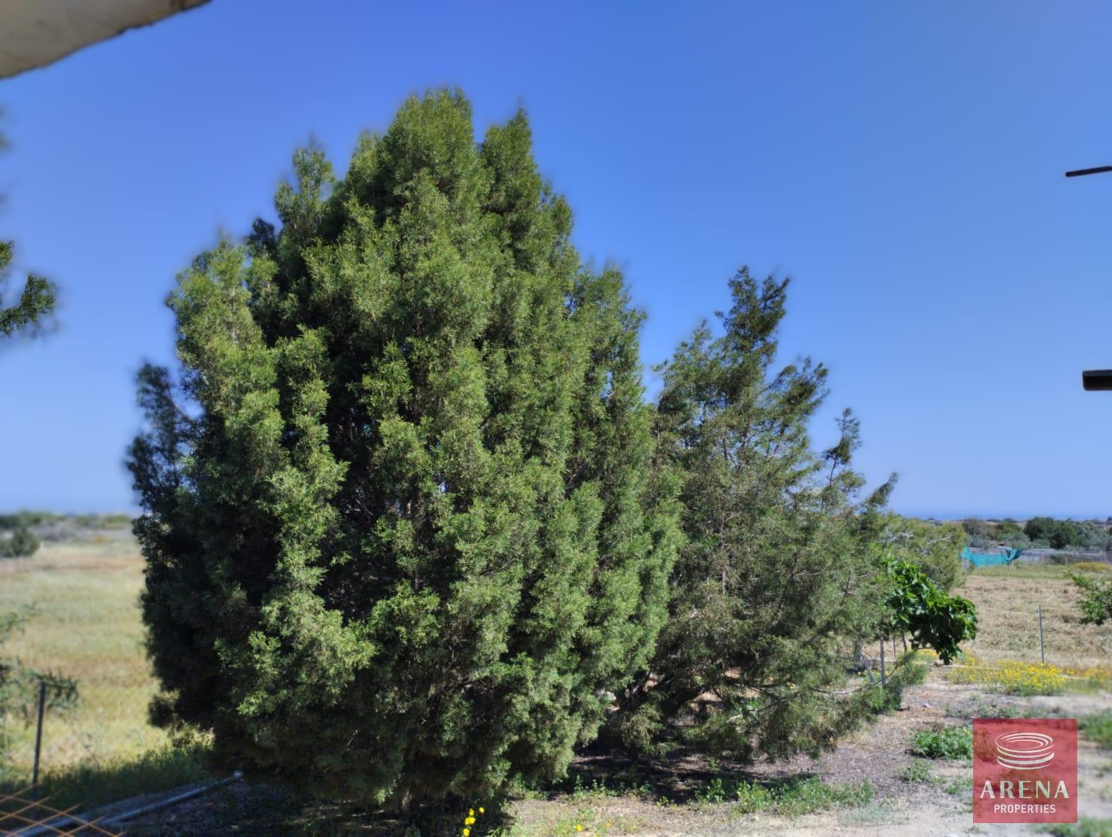 1-BUNGALOW-IN-PARALIMNI-9195-9