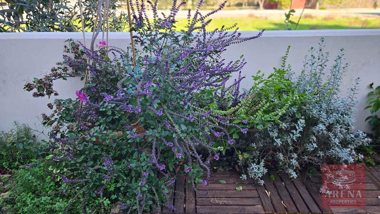 1-VILLA-N-KITI-10443-20-2