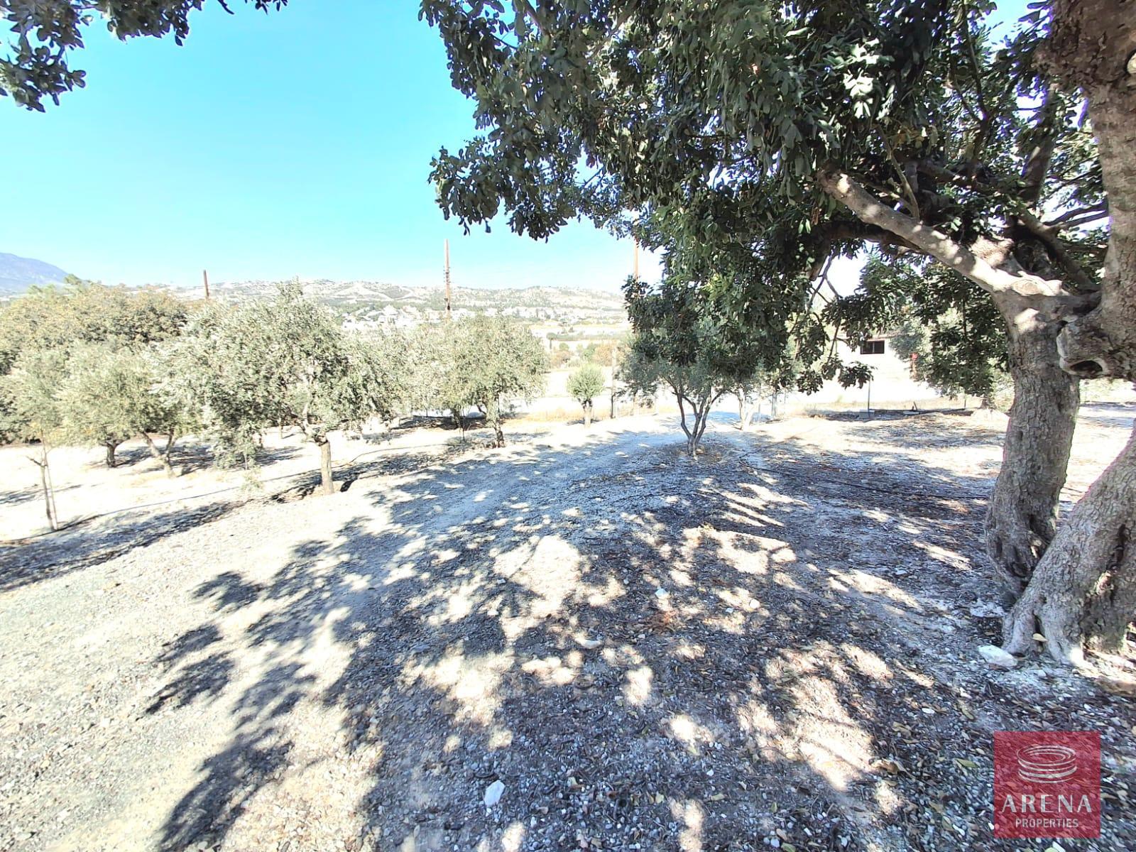 28-BUNGALOW-IN-ALETHRIKO-8835