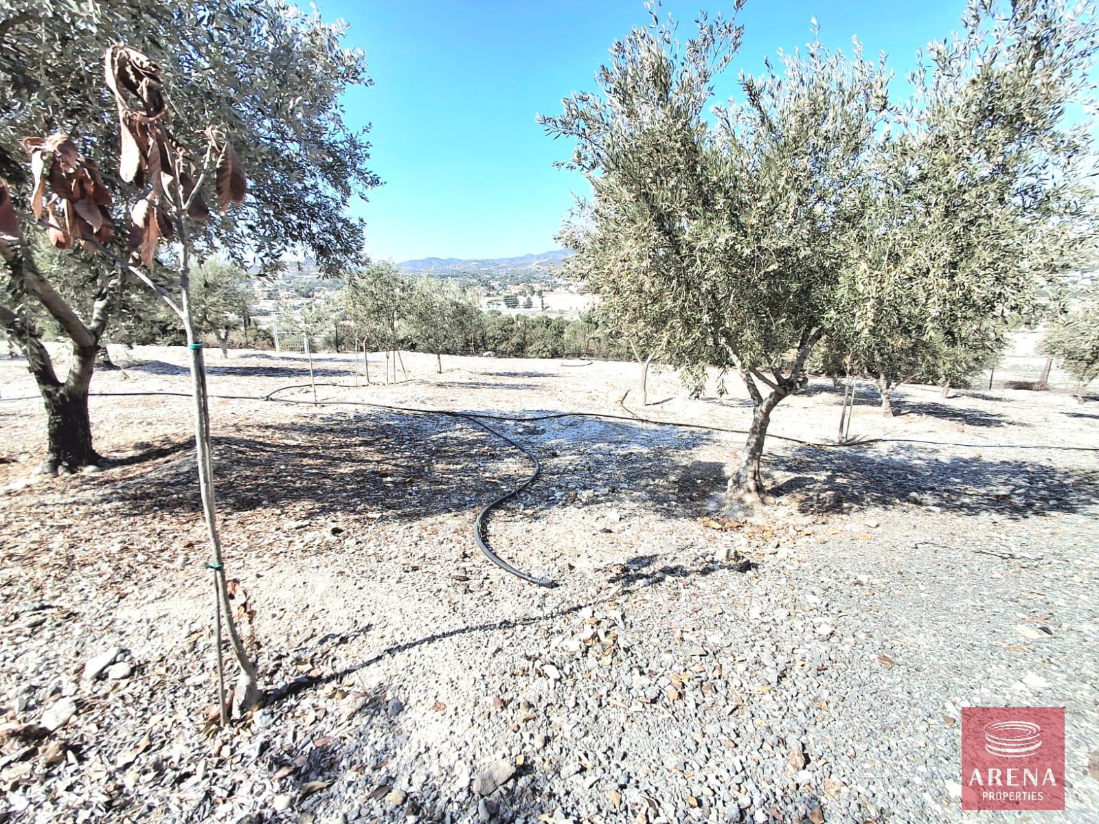 29-BUNGALOW-IN-ALETHRIKO-8835