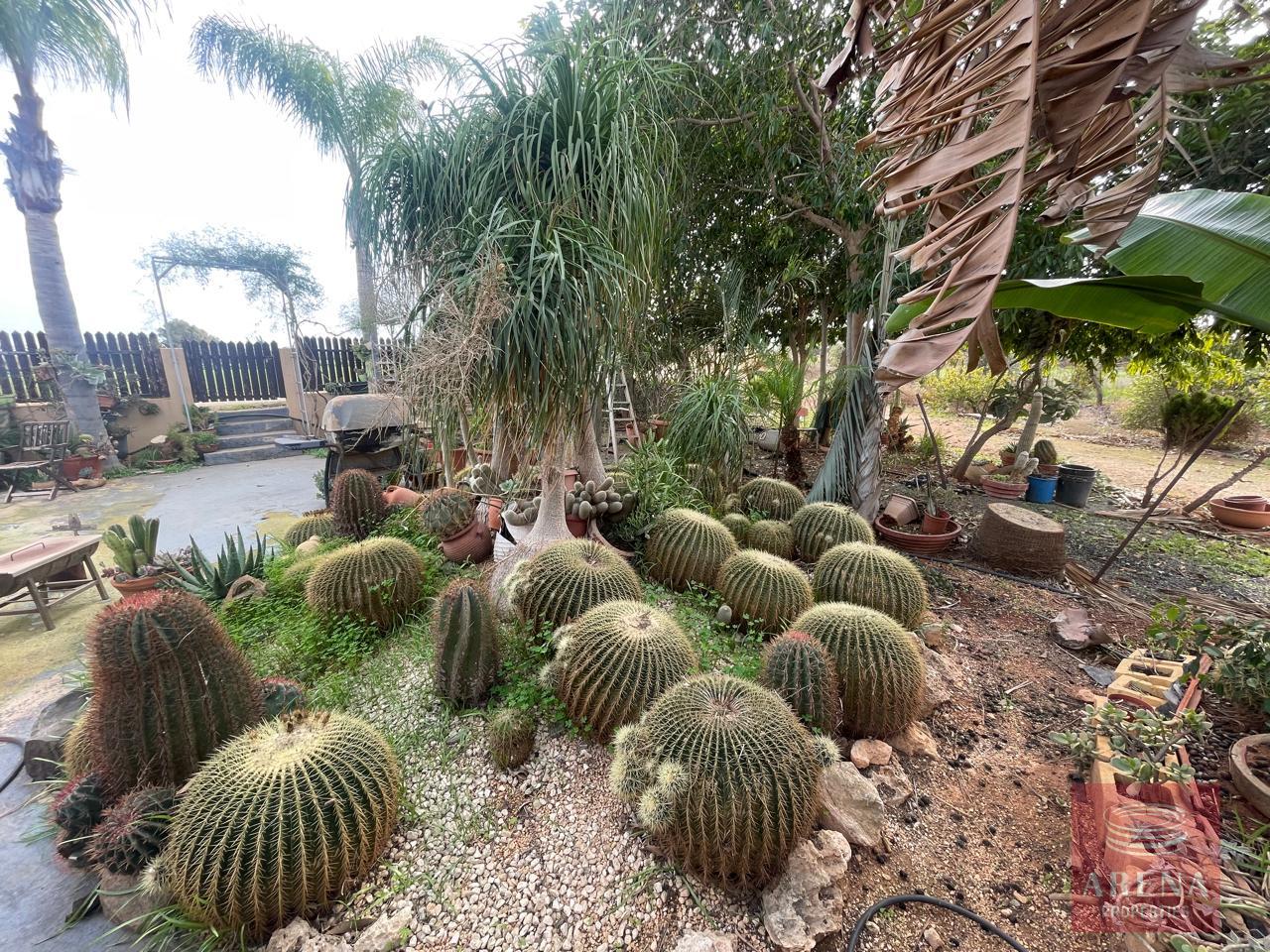 3-BUNGALOW-IN-ORMIDIA-9314