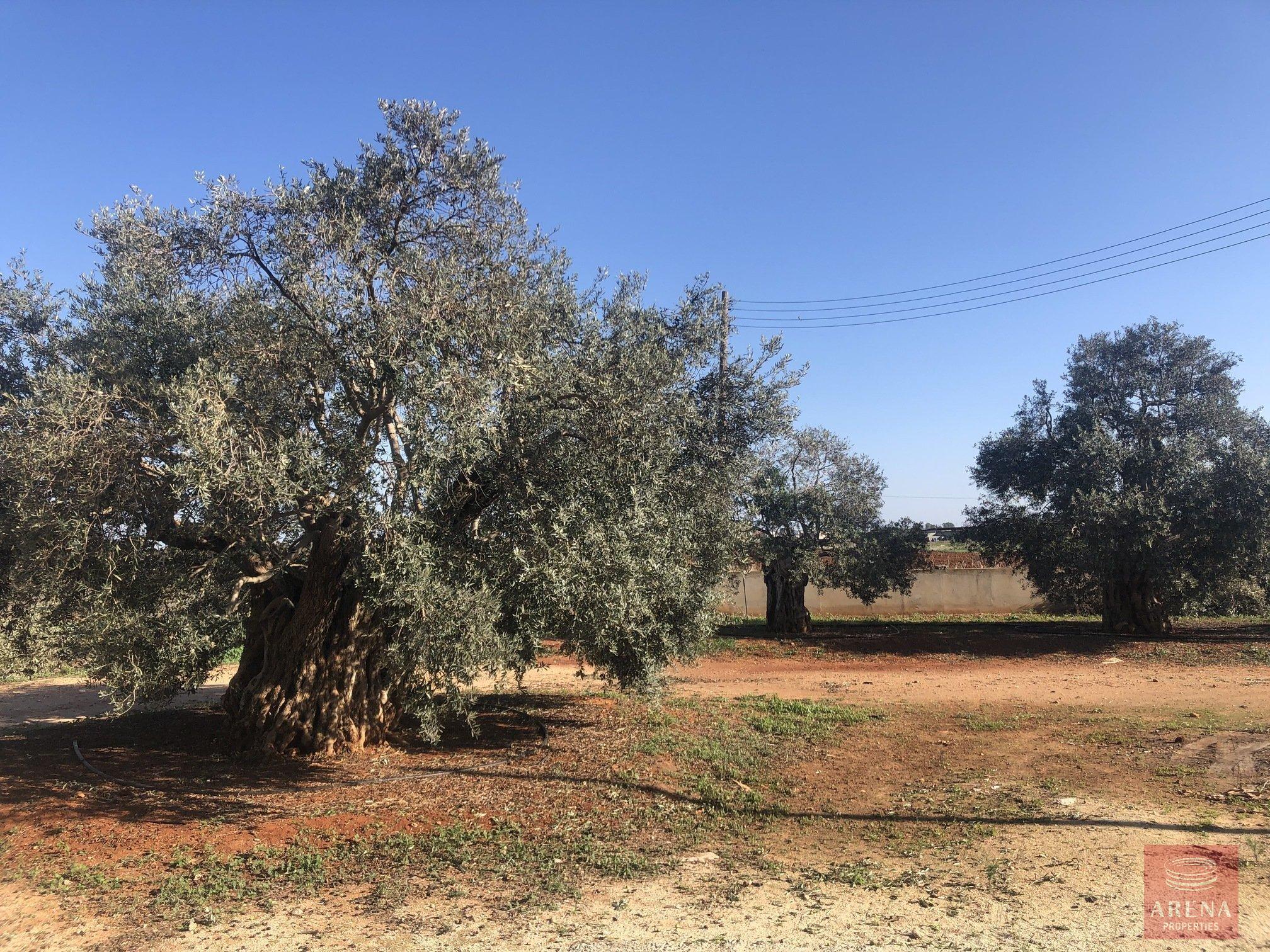 3-villa-in-frenaros-5106-3