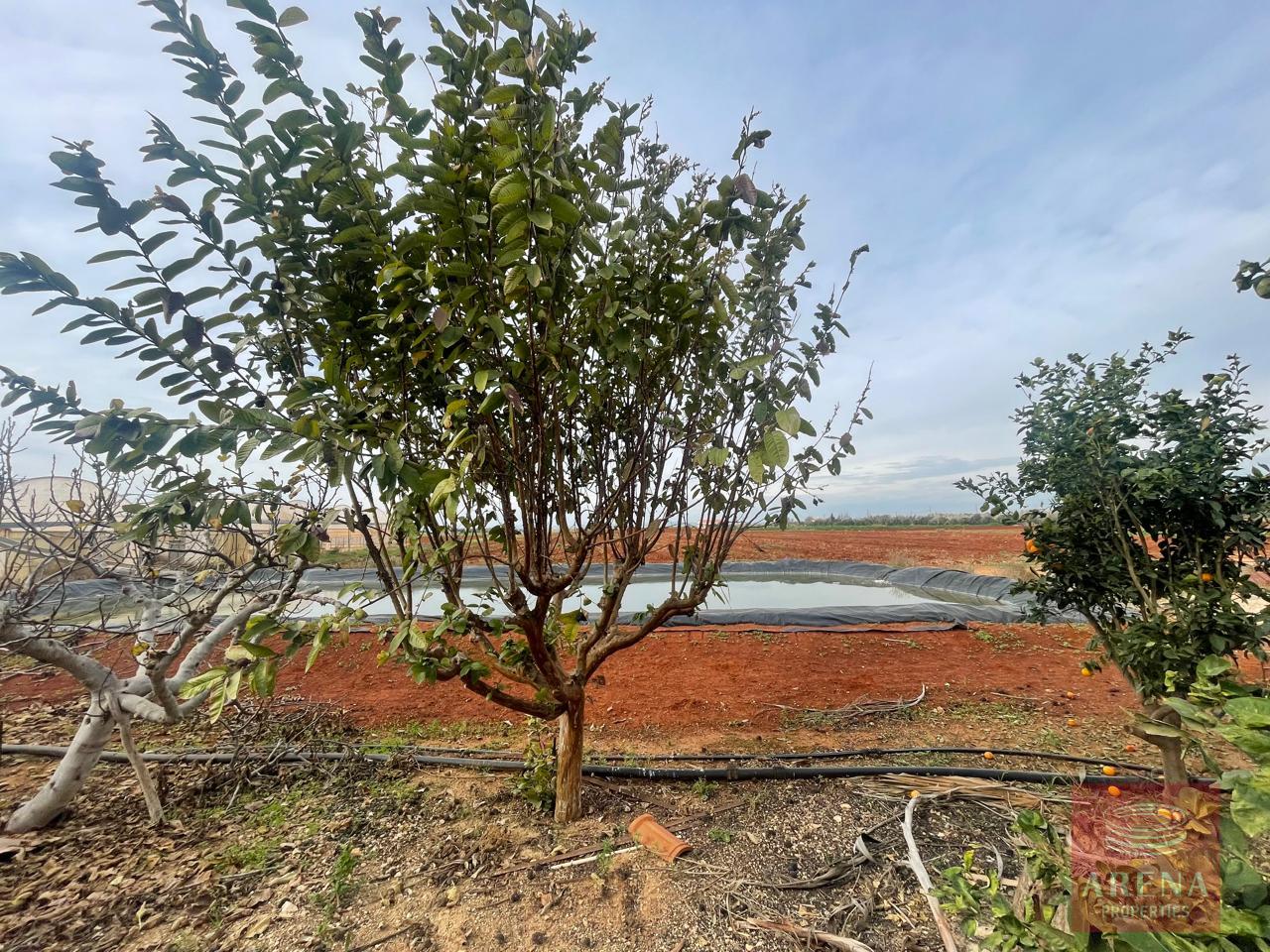 5-BUNGALOW-IN-ORMIDIA-9314