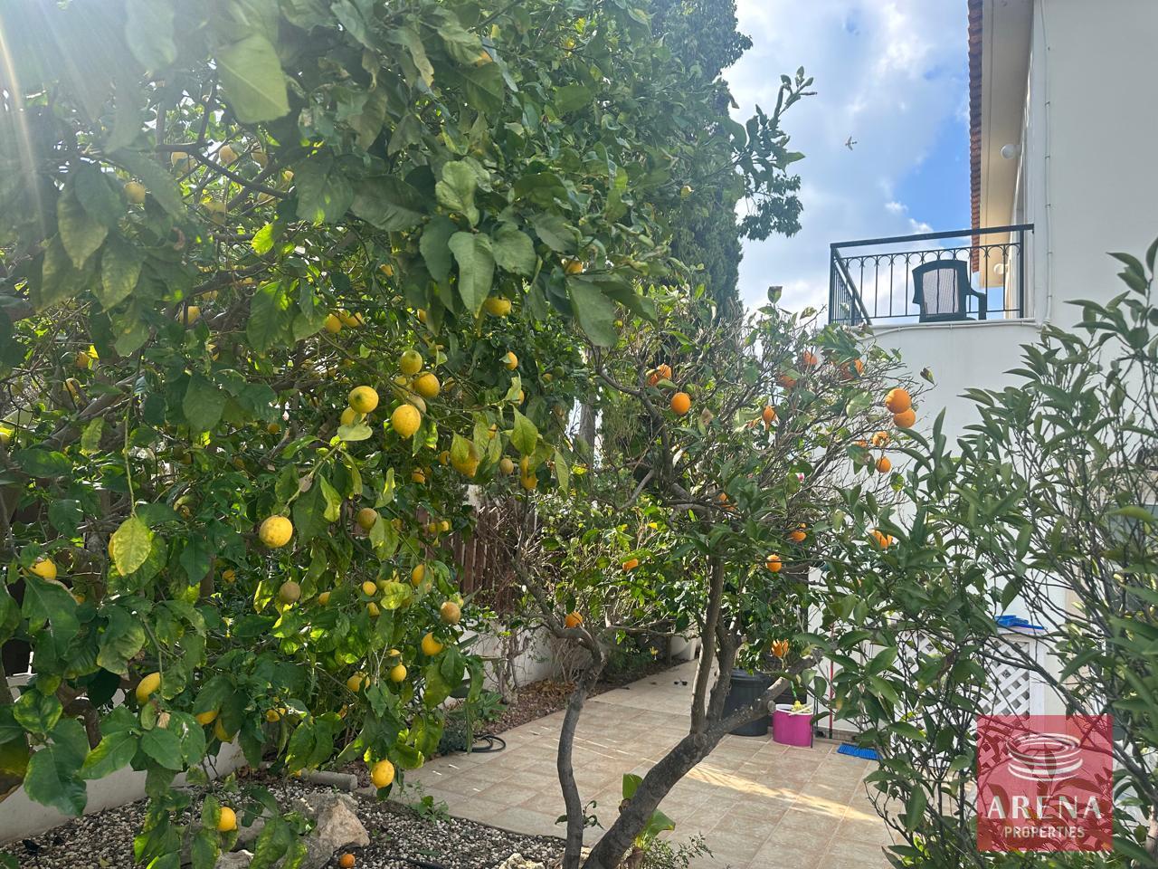 7-3-BED-VILLA-IN-AYIA-THEKLA-9168