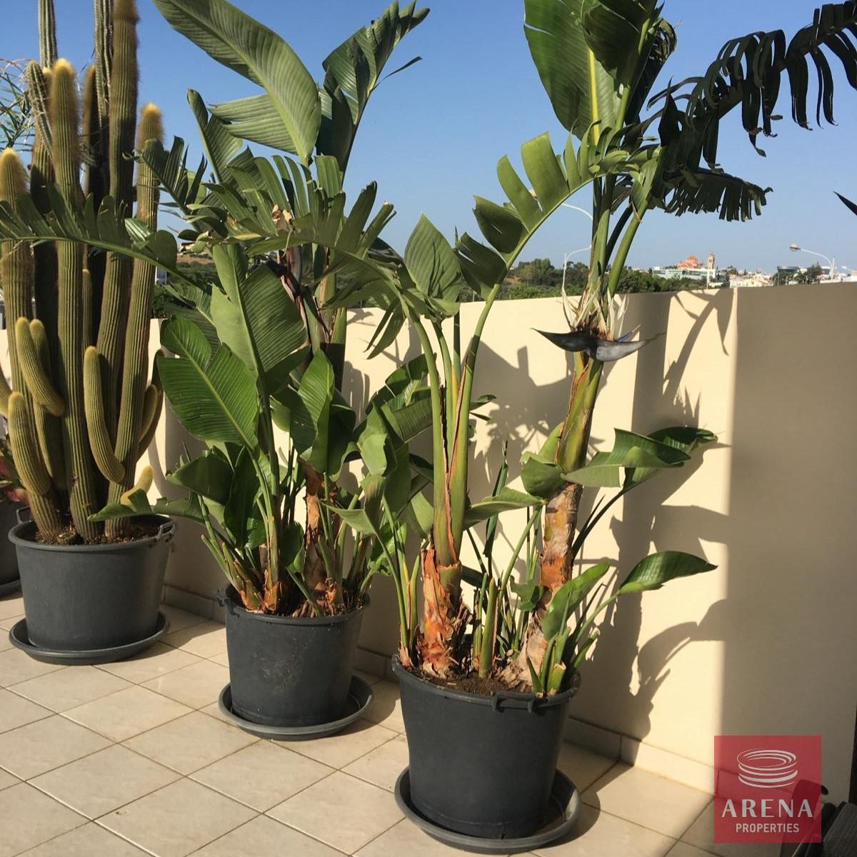 7-APT-FOR-RENT-IN-KAPPARIS-8683-1