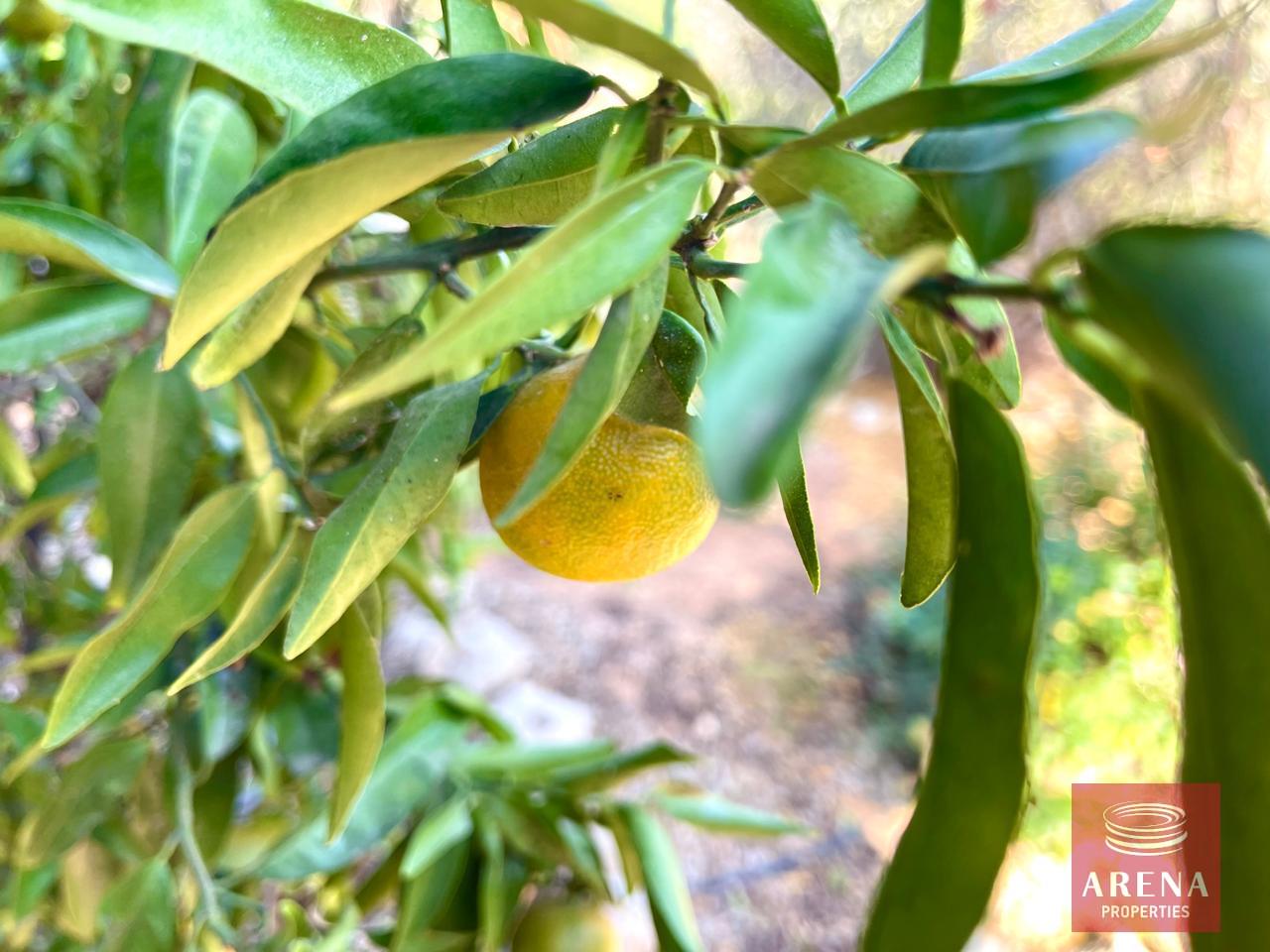 8-2-BED-HOUSE-PARALIMNI-8768