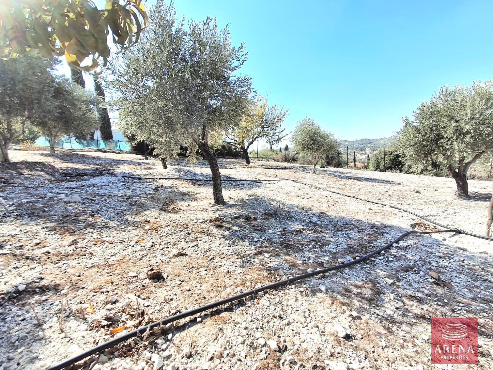 8-BUNGALOW-IN-ALETHRIKO-8835